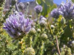 Aspalathus globulosa buds